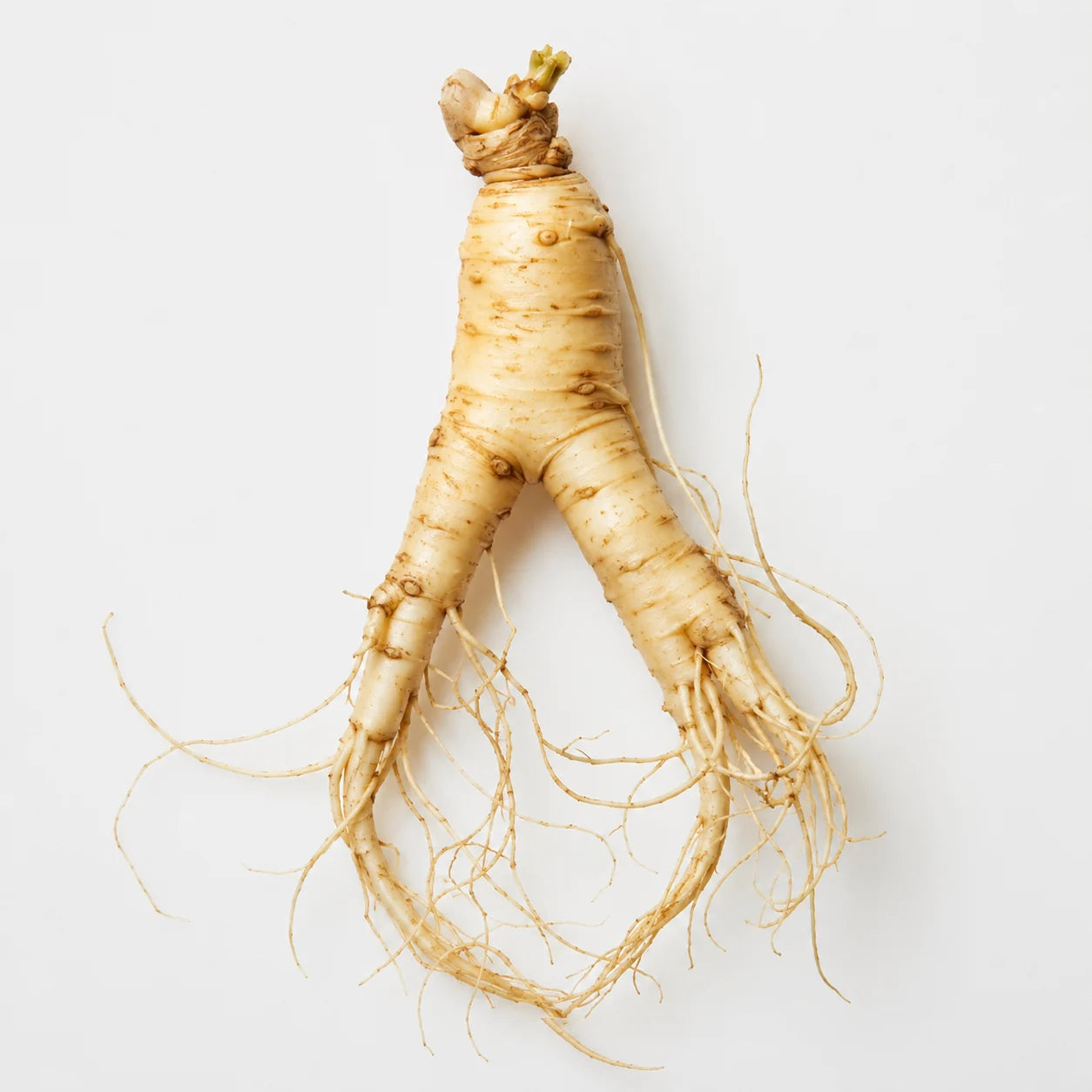 Ginseng